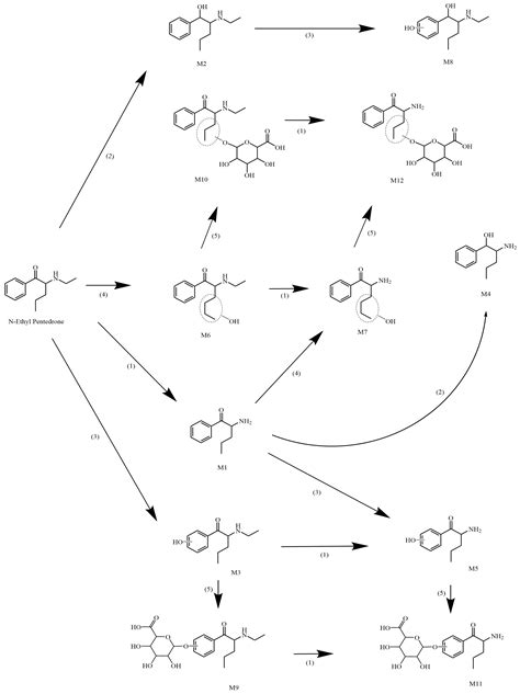 n ethyl pentedrone metabolic properties.